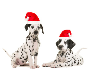 Cute dalmatian puppy lying down facing the camera isolated on a white background both wearing santa's hat for a christmas card - obrazy, fototapety, plakaty