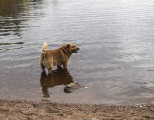 Red dog standing in water