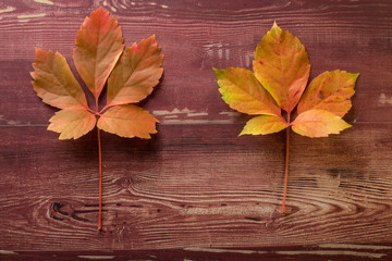 Naklejka na ściany i meble deux feuilles mortes de tailles différentes aux couleurs d'automne sur une planche de bois