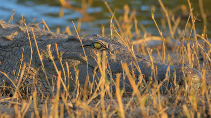 Crocodile in Zambezi River in Zimbabwe, Zambia