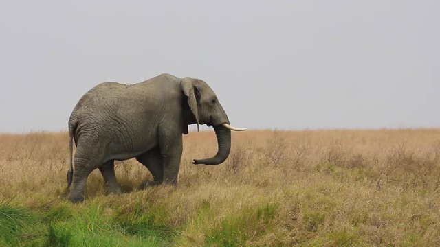 Elephant dans le parc du Serengeti, Tanzanie