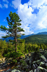 Obraz premium Summer mountain view (Carpathian, Ukraine).