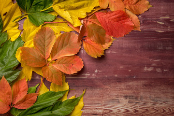 Naklejka na ściany i meble feuilles mortes rouges, jaunes et vertes sur une vieille planche de bois