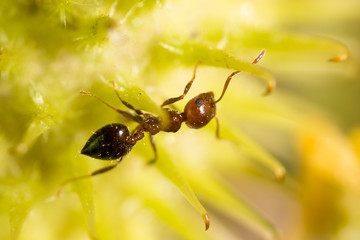ant in nature. macro