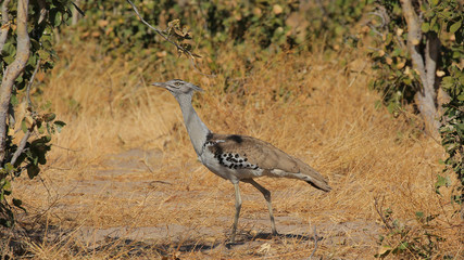 Kori Bustard Bird in Kruger National Park, Southafrica