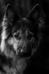 owczarek niemiecki portret © winiar