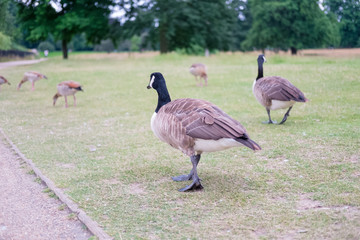 Ducks in Hyde Park, London, UK.