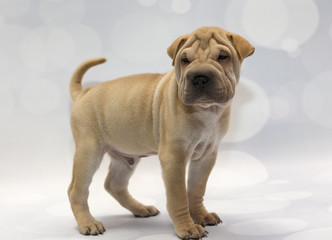 Shar Pei