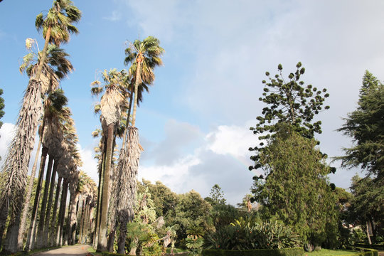 Lisbonne, jardin botanique de Bel&eacute;m, 