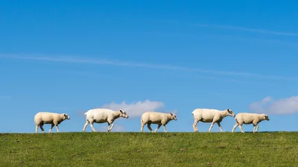 Cercles muraux Moutons Mouton