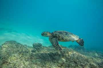 Fototapeta premium Ocean Life in Maldives Waters With Turtle Corals and Fish