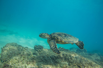 Fototapeta premium Ocean Life in Maldives Waters With Turtle Corals and Fish