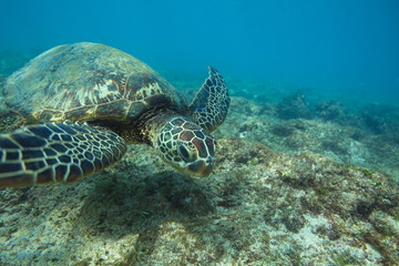 Fototapeta na wymiar Ocean Life in Maldives Waters With Turtle Corals and Fish
