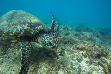 Naklejka na ściany i meble Ocean Life in Maldives Waters With Turtle Corals and Fish