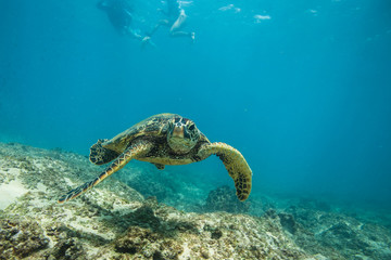 Ocean Life in Maldives Waters With Turtle Corals and Fish