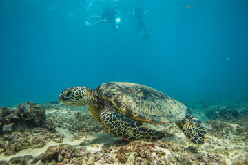 Fototapeta na wymiar Ocean Life in Maldives Waters With Turtle Corals and Fish