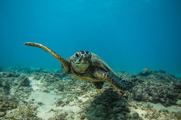 Plakat Ocean Life in Maldives Waters With Turtle Corals and Fish