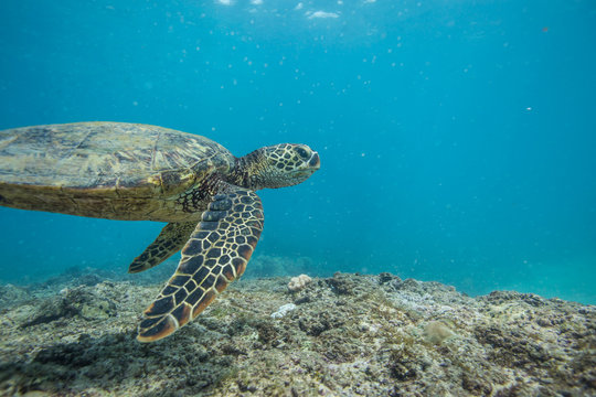 Ocean Life in Maldives Waters With Turtle Corals and Fish