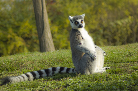 Fototapeta Lemure dalla coda ad anelli o lemure catta o katta   Lemur catta
