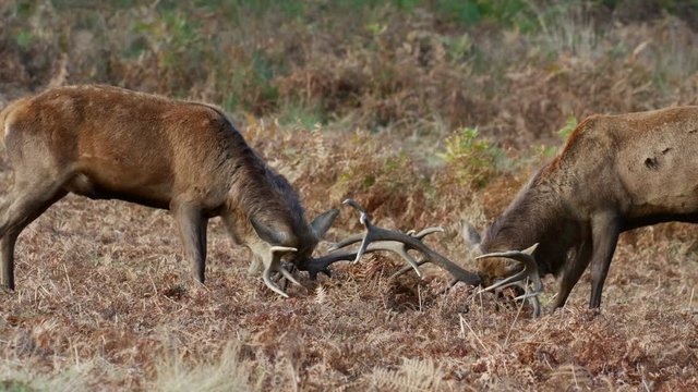 Red Deer stags (Cervus elaphus) fighting or dueling during the rutting season in autumn or fall