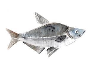 Bream fish isolated on a white background, watercolor