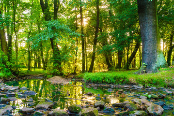Green forest park with water stream