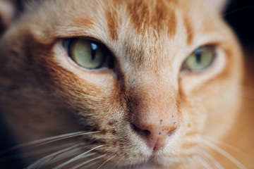 Close up portrait of face of adult male red burmese pedigree purebred cat with red fur and green eyes