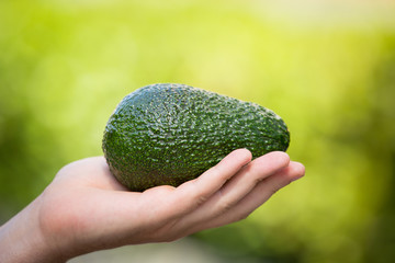 Hand Holding Hass Avocado