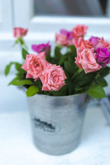 Potted Morocco Rose