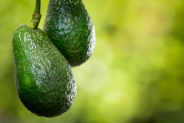 Hass Avocados on Tree