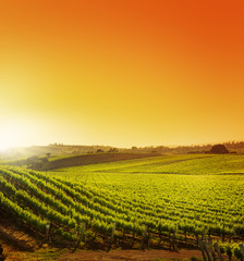 California Vineyard Sunrise Sunset