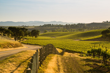 Road Next To Lush California Viineyard, Santa Ynez, CA