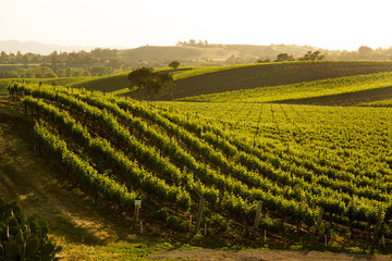 Sauvignon Blanc Vineyard Grapvines On Hillside, Santa Ynez, CA