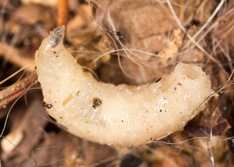 White grubs in nature. macro