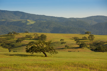 Valley Oak Trees