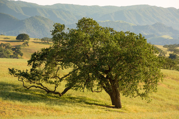 Leaning Oak Tree