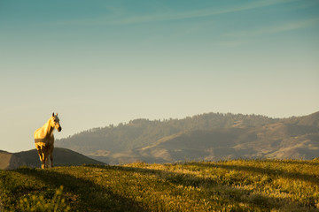 White Horse on Beautiful Hillside © Yasko Creative