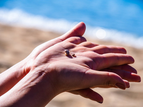 souvenir of sellfish in hands