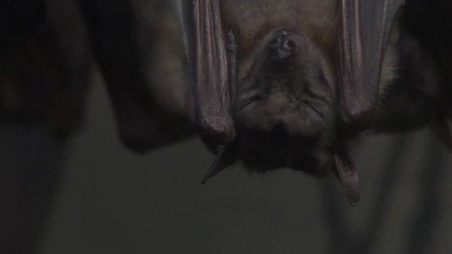 Egyptian fruit bats hanging upside down at night, close up.