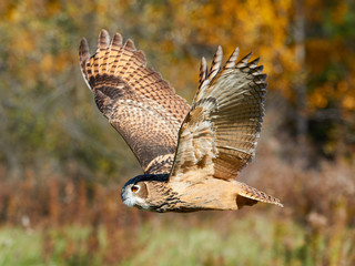 Turkoman Eagle Owl in flight