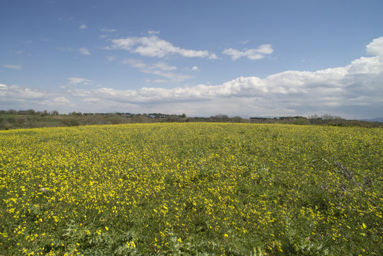 Prato con fiorellini