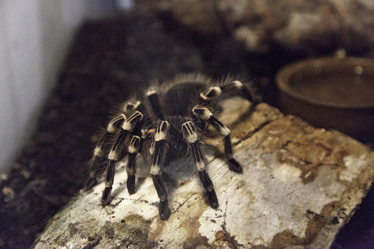 Dangerous Terrarium Spider