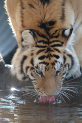 Tiger Drinking Water at Folsom Zoo