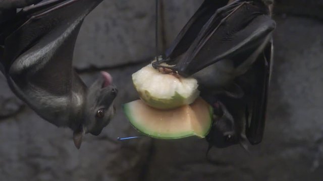 Fruit bats hanging upside down eating cantaloupe and pear.