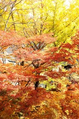 紅葉/赤黄色モミジとイチョウの紅葉