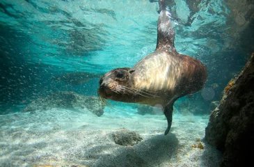 Foto op Canvas Sea lion swimming underwater © Longjourneys