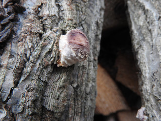 原木から芽を出した椎茸
