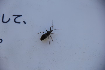 オオトビサシガメ