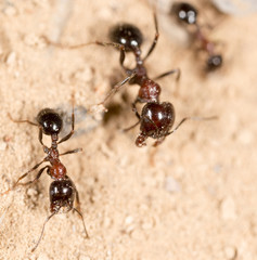 ant in nature. macro