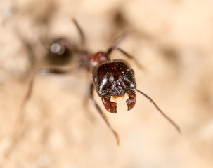 ant in nature. macro